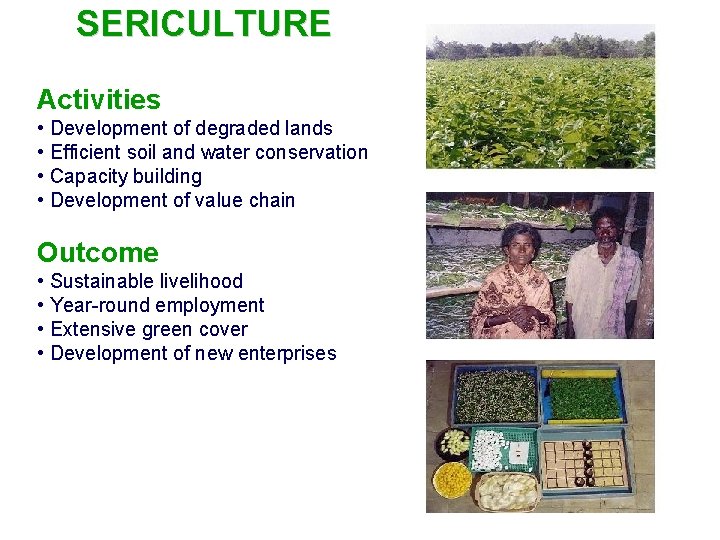 SERICULTURE Activities • Development of degraded lands • Efficient soil and water conservation •