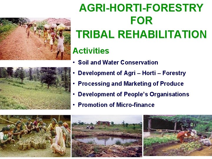 AGRI-HORTI-FORESTRY FOR TRIBAL REHABILITATION Activities • Soil and Water Conservation • Development of Agri