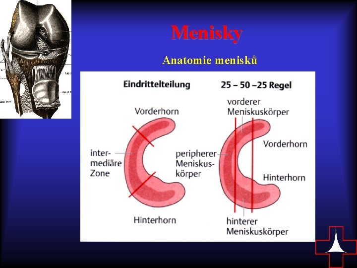 Menisky Anatomie menisků 