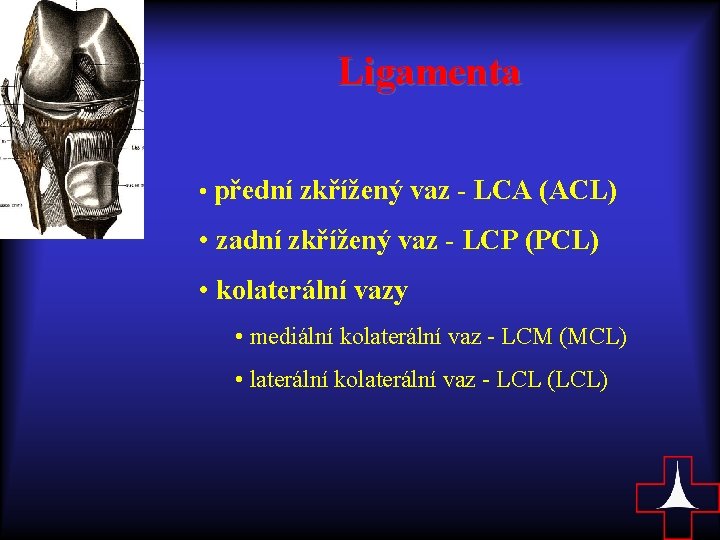 Ligamenta • přední zkřížený vaz - LCA (ACL) • zadní zkřížený vaz - LCP