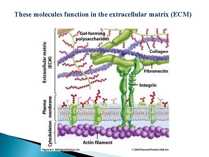 These molecules function in the extracellular matrix (ECM) 