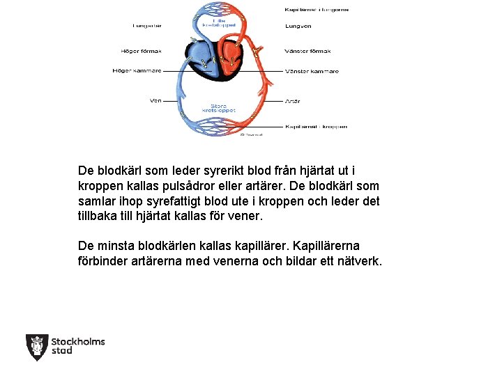 De blodkärl som leder syrerikt blod från hjärtat ut i kroppen kallas pulsådror eller
