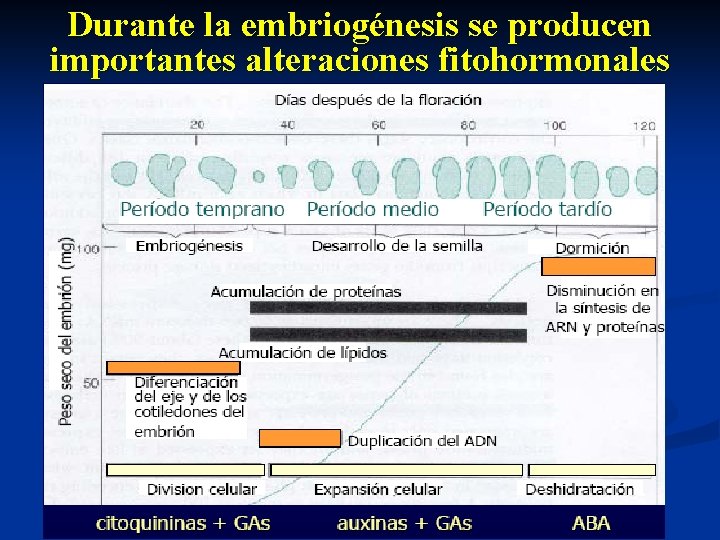 Durante la embriogénesis se producen importantes alteraciones fitohormonales 