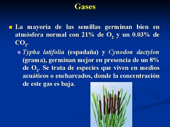 Gases n La mayoría de las semillas germinan bien en atmósfera normal con 21%