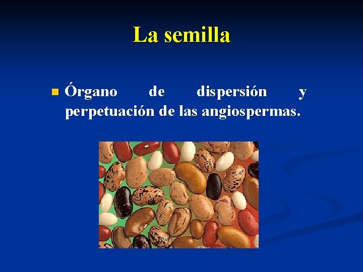 La semilla n Órgano de dispersión y perpetuación de las angiospermas. 