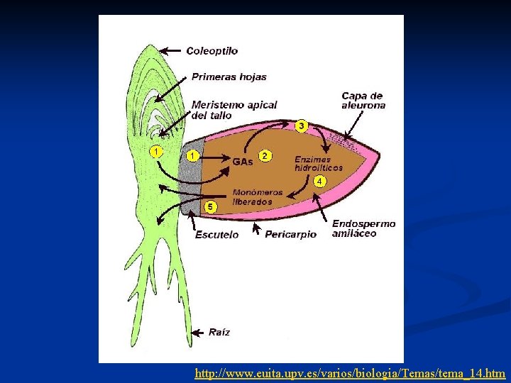 http: //www. euita. upv. es/varios/biologia/Temas/tema_14. htm 