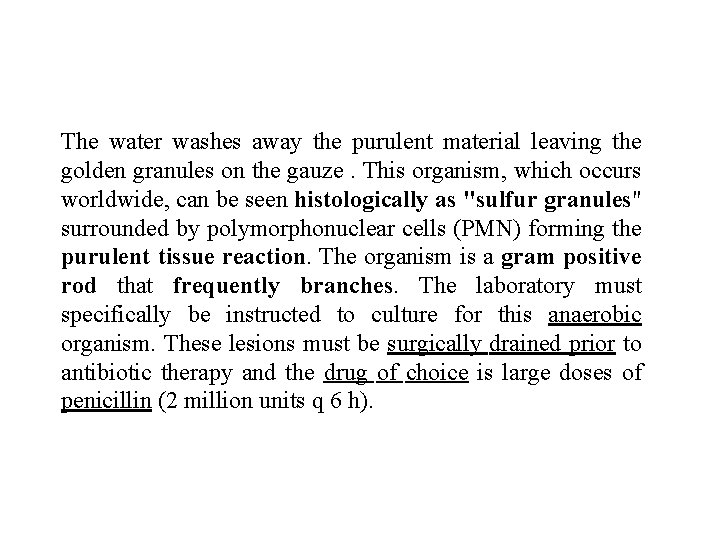 The water washes away the purulent material leaving the golden granules on the gauze.