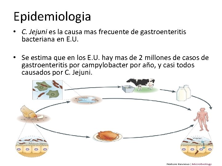 Epidemiologia • C. Jejuni es la causa mas frecuente de gastroenteritis bacteriana en E.