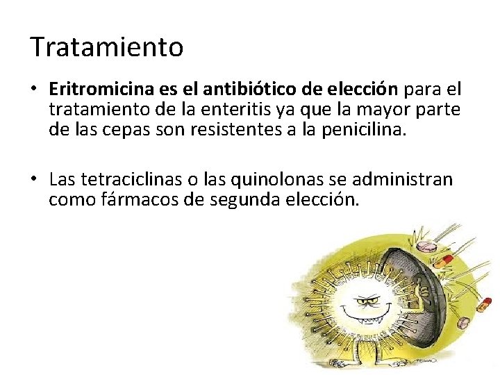 Tratamiento • Eritromicina es el antibiótico de elección para el tratamiento de la enteritis