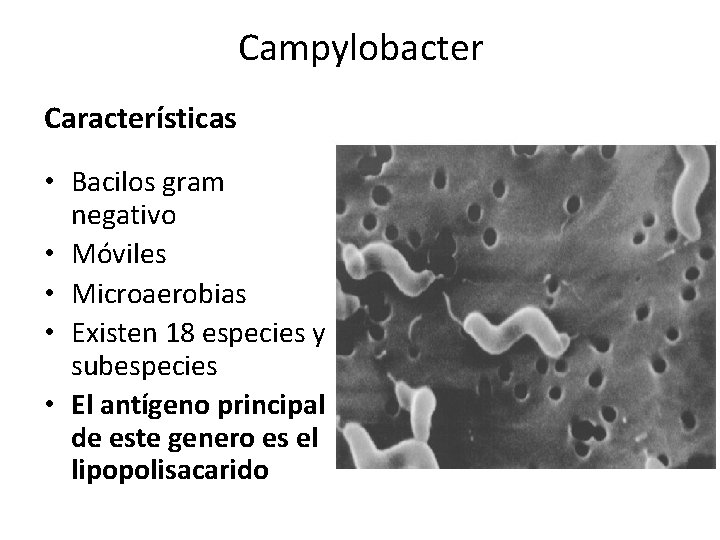 Campylobacter Características • Bacilos gram negativo • Móviles • Microaerobias • Existen 18 especies