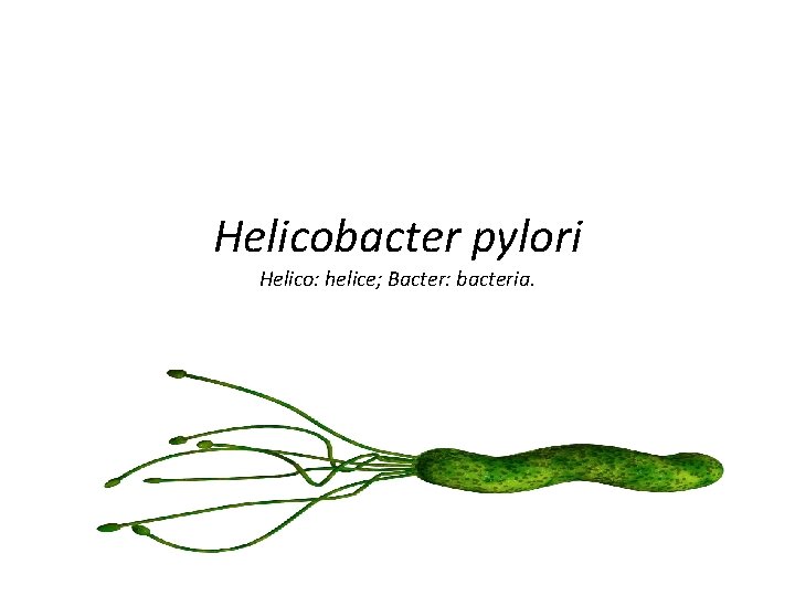 Helicobacter pylori Helico: helice; Bacter: bacteria. 