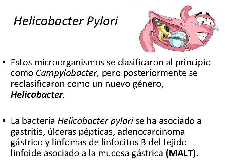Helicobacter Pylori • Estos microorganismos se clasificaron al principio como Campylobacter, pero posteriormente se