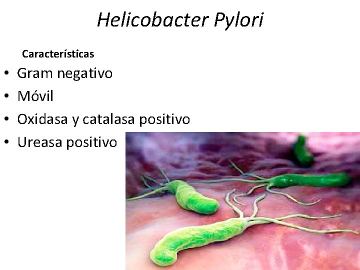 Helicobacter Pylori Características • • Gram negativo Móvil Oxidasa y catalasa positivo Ureasa positivo