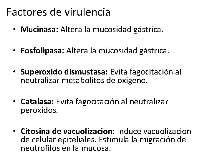 Factores de virulencia • Mucinasa: Altera la mucosidad gástrica. • Fosfolipasa: Altera la mucosidad