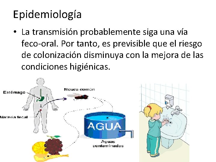 Epidemiología • La transmisión probablemente siga una vía feco-oral. Por tanto, es previsible que