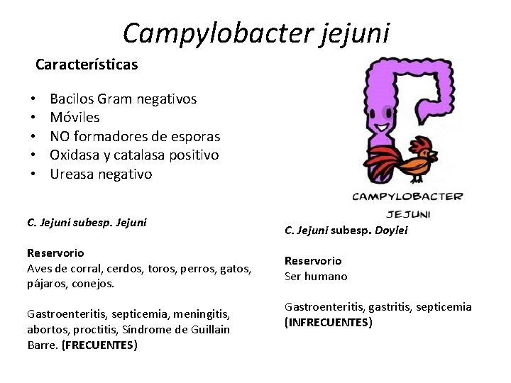 Campylobacter jejuni Características • • • Bacilos Gram negativos Móviles NO formadores de esporas