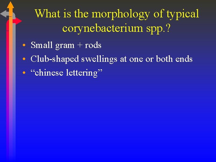 What is the morphology of typical corynebacterium spp. ? • Small gram + rods