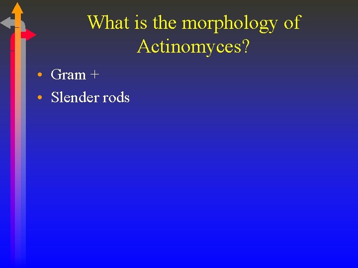 What is the morphology of Actinomyces? • Gram + • Slender rods 