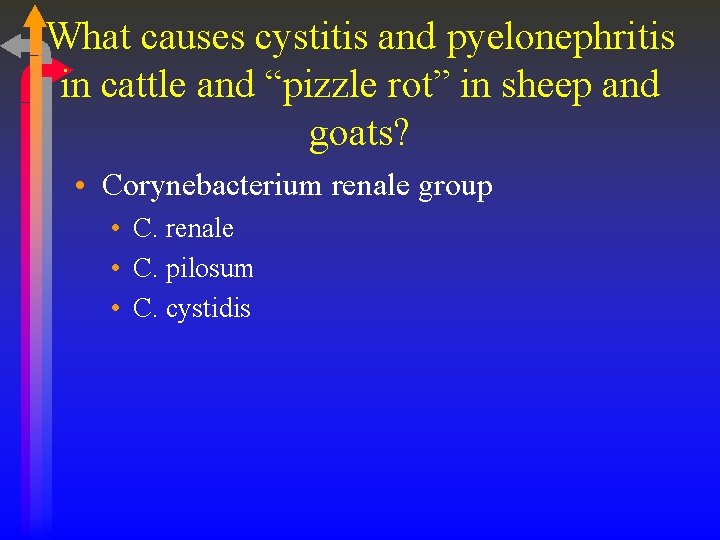 What causes cystitis and pyelonephritis in cattle and “pizzle rot” in sheep and goats?