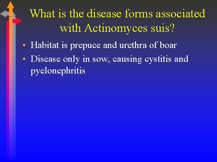 What is the disease forms associated with Actinomyces suis? • Habitat is prepuce and
