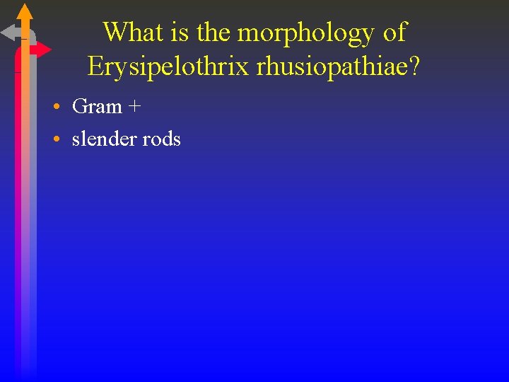 What is the morphology of Erysipelothrix rhusiopathiae? • Gram + • slender rods 