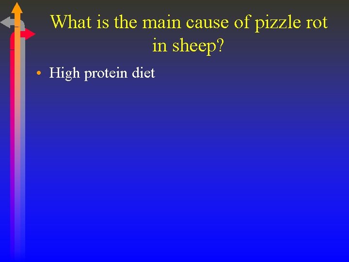 What is the main cause of pizzle rot in sheep? • High protein diet