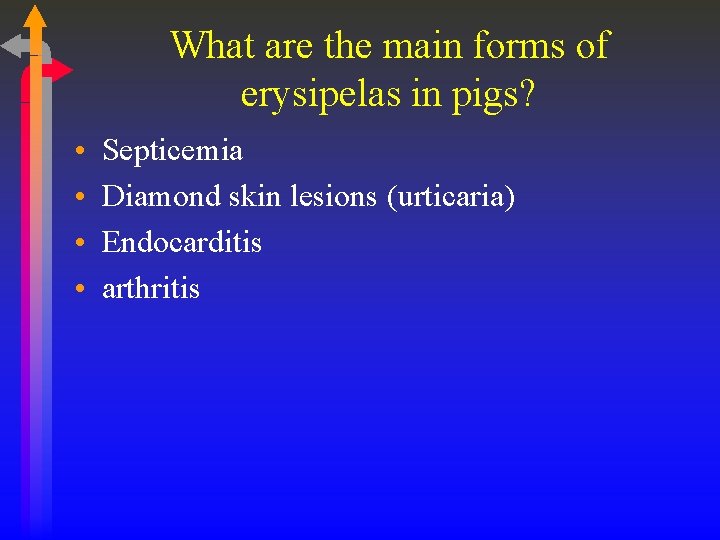 What are the main forms of erysipelas in pigs? • • Septicemia Diamond skin