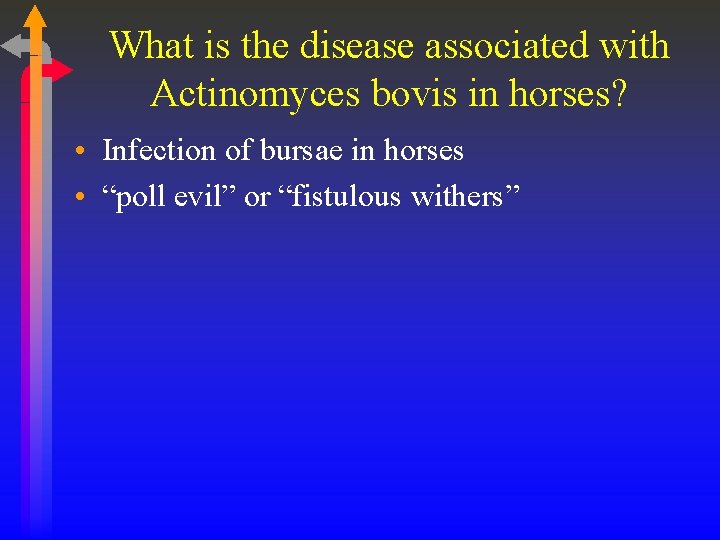 What is the disease associated with Actinomyces bovis in horses? • Infection of bursae