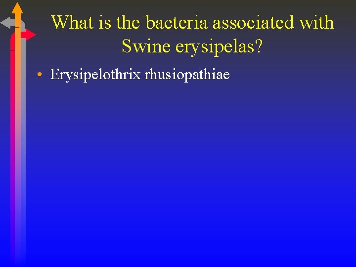 What is the bacteria associated with Swine erysipelas? • Erysipelothrix rhusiopathiae 
