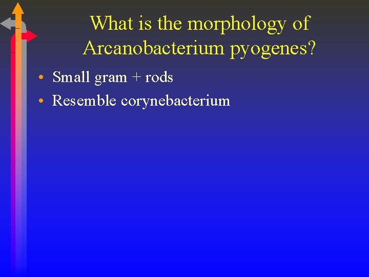 What is the morphology of Arcanobacterium pyogenes? • Small gram + rods • Resemble