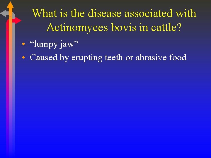 What is the disease associated with Actinomyces bovis in cattle? • “lumpy jaw” •