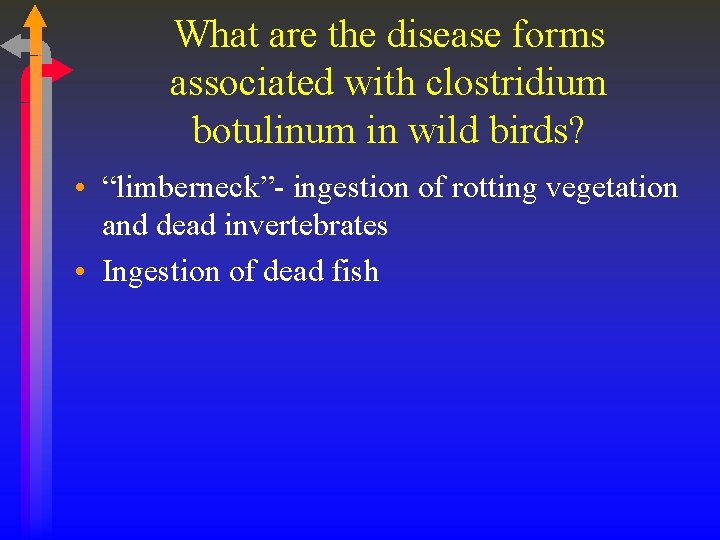 What are the disease forms associated with clostridium botulinum in wild birds? • “limberneck”-