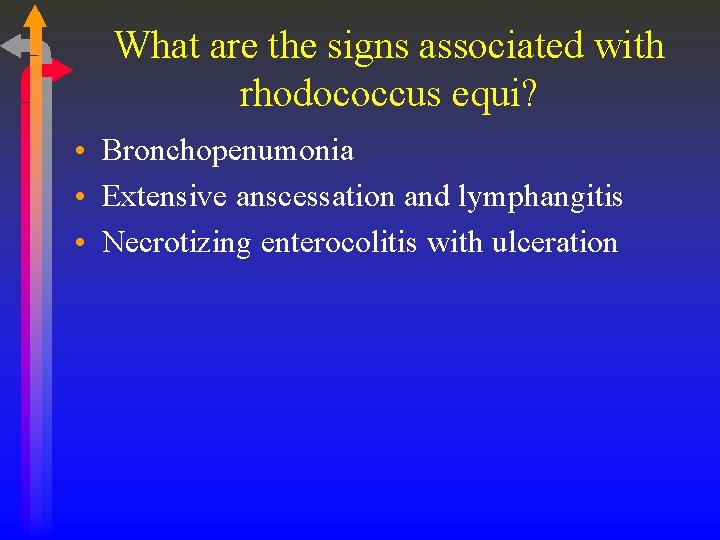 What are the signs associated with rhodococcus equi? • Bronchopenumonia • Extensive anscessation and