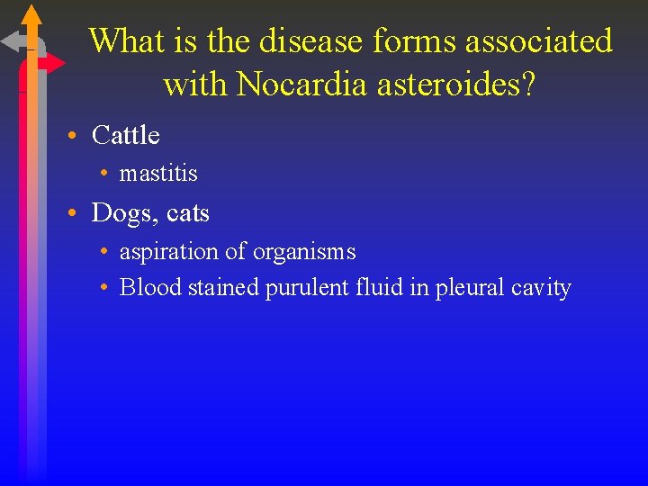 What is the disease forms associated with Nocardia asteroides? • Cattle • mastitis •
