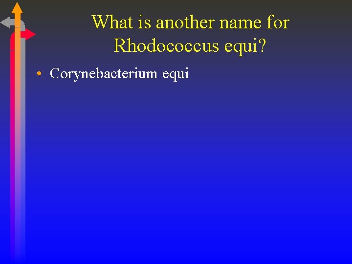 What is another name for Rhodococcus equi? • Corynebacterium equi 