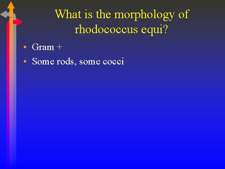 What is the morphology of rhodococcus equi? • Gram + • Some rods, some