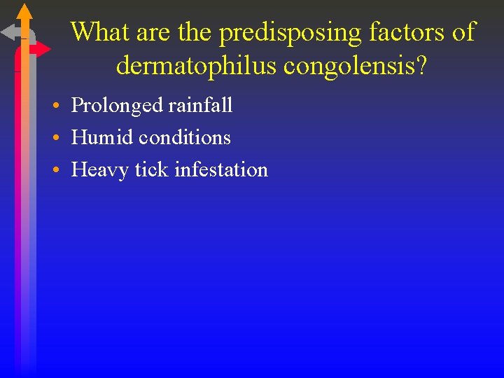 What are the predisposing factors of dermatophilus congolensis? • Prolonged rainfall • Humid conditions
