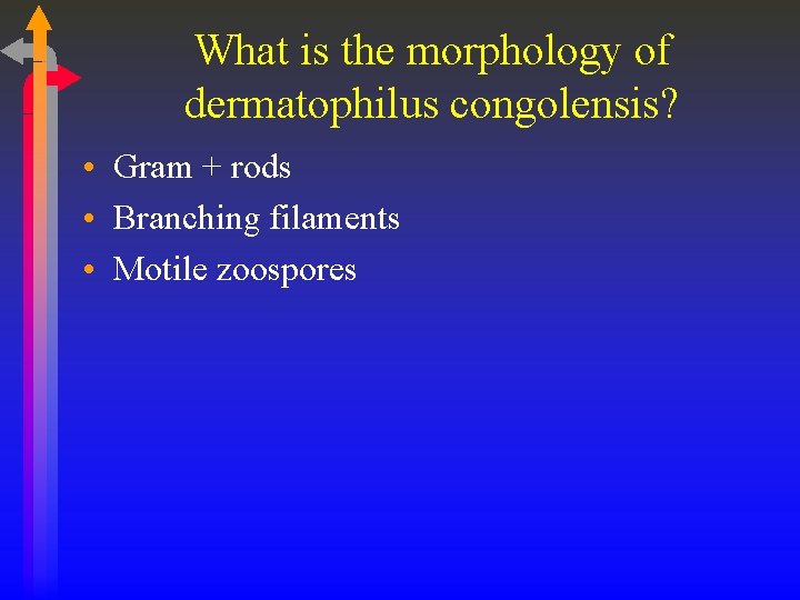 What is the morphology of dermatophilus congolensis? • Gram + rods • Branching filaments