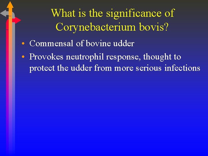 What is the significance of Corynebacterium bovis? • Commensal of bovine udder • Provokes