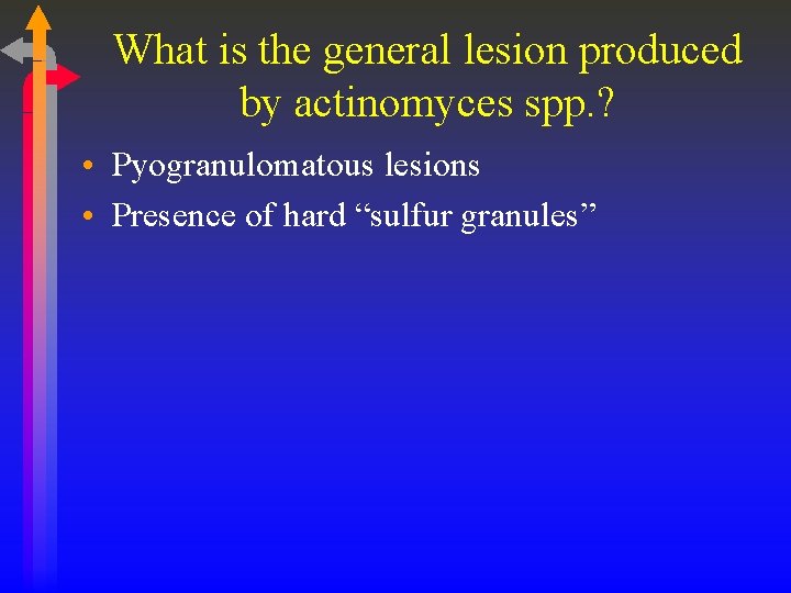 What is the general lesion produced by actinomyces spp. ? • Pyogranulomatous lesions •