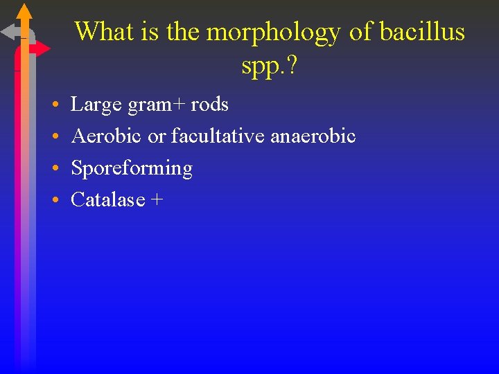 What is the morphology of bacillus spp. ? • • Large gram+ rods Aerobic