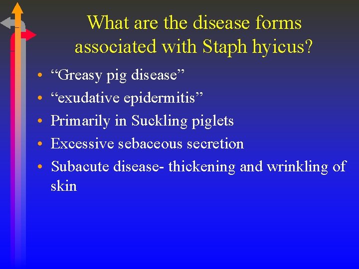 What are the disease forms associated with Staph hyicus? • • • “Greasy pig