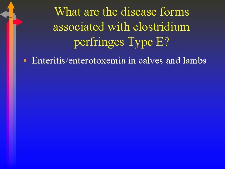 What are the disease forms associated with clostridium perfringes Type E? • Enteritis/enterotoxemia in