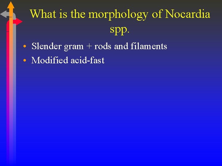 What is the morphology of Nocardia spp. • Slender gram + rods and filaments