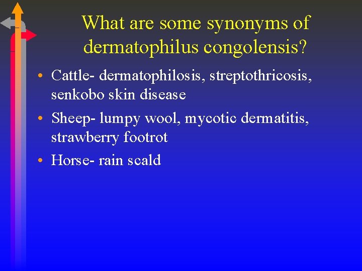What are some synonyms of dermatophilus congolensis? • Cattle- dermatophilosis, streptothricosis, senkobo skin disease