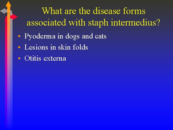 What are the disease forms associated with staph intermedius? • Pyoderma in dogs and