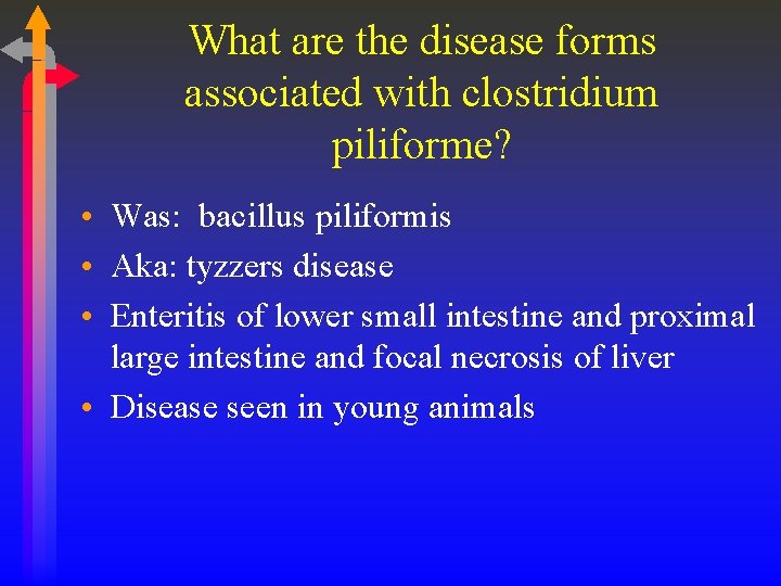 What are the disease forms associated with clostridium piliforme? • Was: bacillus piliformis •