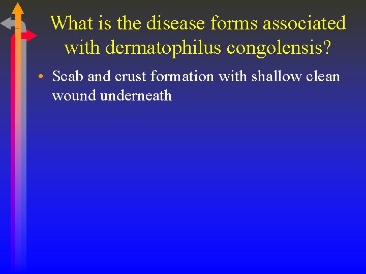 What is the disease forms associated with dermatophilus congolensis? • Scab and crust formation
