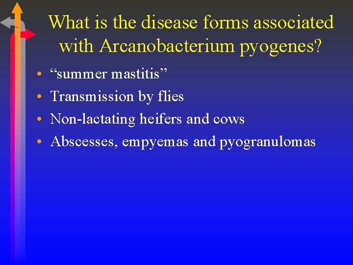 What is the disease forms associated with Arcanobacterium pyogenes? • • “summer mastitis” Transmission