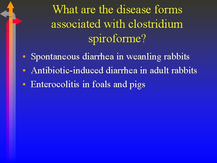 What are the disease forms associated with clostridium spiroforme? • Spontaneous diarrhea in weanling